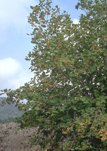  Image name: acero opalo2.jpg 
 width: 345 pixel 
 height: 485 pixel 
 Size: 50845 bytes 
 Click to enlarge 